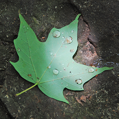 A leaf sitting on a rock with water droplets on it.