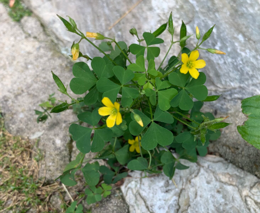 Green clover with yellow flowers in between rocks.